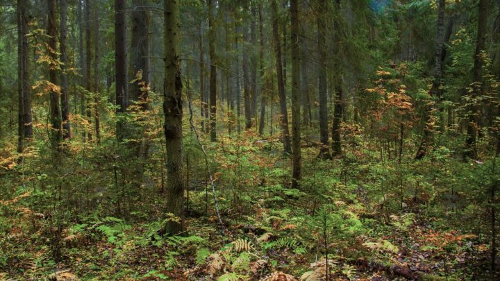 Орман туралы қызықты деректер - Информатор 1