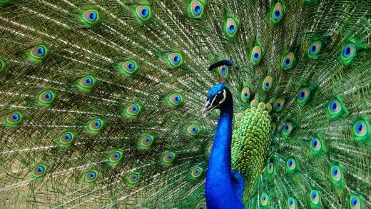 Тауыстар туралы қызықты деректер