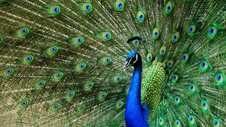 Тауыстар туралы қызықты деректер