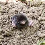 Меңдер туралы қызықты деректер