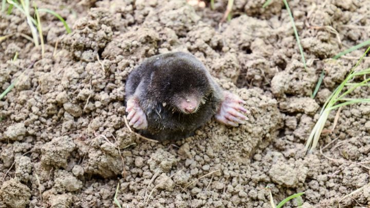 Меңдер туралы қызықты деректер