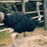 Түйеқұстар туралы қызықты деректер