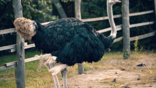 Түйеқұстар туралы қызықты деректер