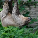 Жалқаулар туралы қызықты деректер