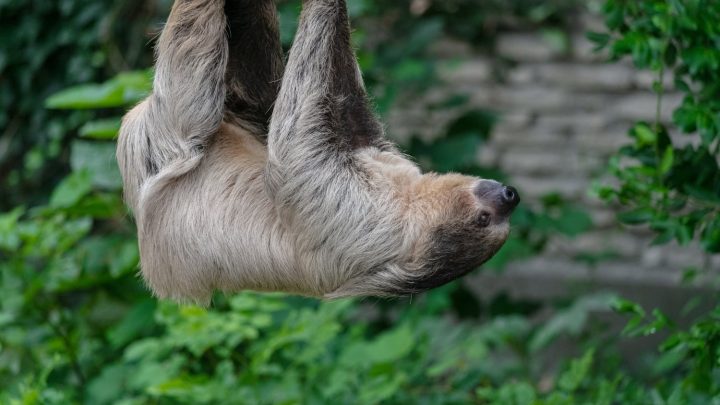 Жалқаулар туралы қызықты деректер