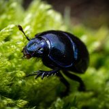 Скарабтар туралы қызықты деректер