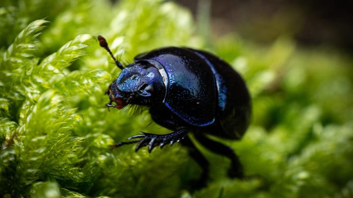 Скарабтар туралы қызықты деректер