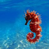 Интересные факты о морских коньках