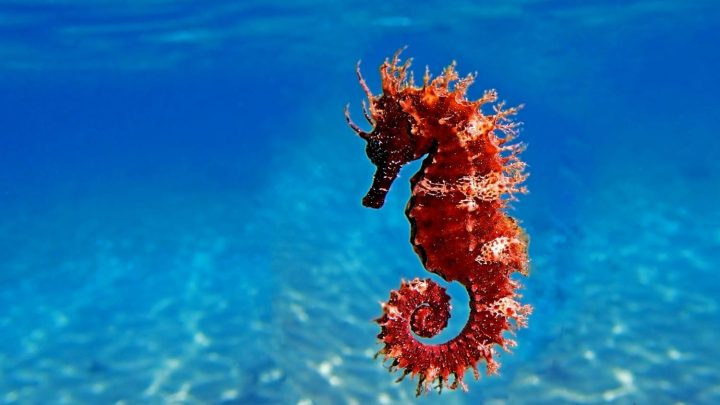 Интересные факты о морских коньках - Информатор 1