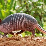 Армадилло туралы қызықты деректер