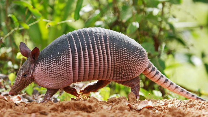 Армадилло туралы қызықты деректер