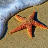 Теңіз жұлдыздары туралы қызықты деректер