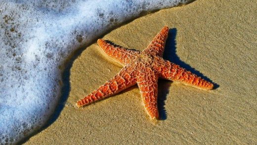 Теңіз жұлдыздары туралы қызықты деректер