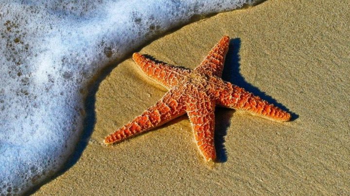 Теңіз жұлдыздары туралы қызықты деректер