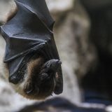 Жарқанаттар туралы қызықты деректер