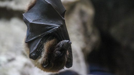 Жарқанаттар туралы қызықты деректер